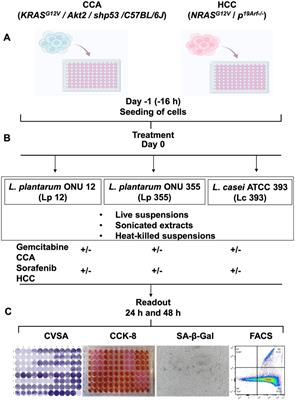 Lactiplantibacillus plantarum inhibited the growth of primary liver cancer by inducing early apoptosis and senescence, in vitro